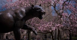 Pitt Panther statue in the spring